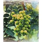 花木庭木の苗山椒ブドウ山椒3号ポット