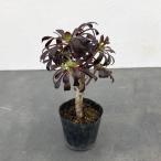 観葉植物アエオニウム黒法師群生株3...