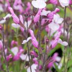 . цветок. рассада sa рубин a Joy 4.5 номер pot 