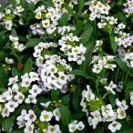 草花の苗アリッサムアルールホワイト...