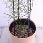 翡翠色の球根植物 蒼角殿の育て方と増やし方 ゆるぷ