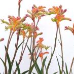  кенгуру Poe втулка sa приз 5 номер растение в горшке 