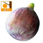 果樹の苗 イチジク レディーグレイ5号ポット