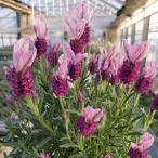  трава. рассада French лаванда ( огромный колесо вид ) Crown гранат 4 номер растение в горшке 