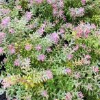 果樹の苗 ブルーベリー ローザスブラッシュ5号ポット