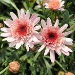 草花の苗マーガレットレディーフレア...