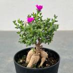 観葉植物 トリコディアデマ ブルボスム 姫紅小松 3号鉢