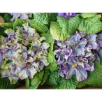 草花の苗 見元園芸のプリムラ マーベルグリーン3.5号