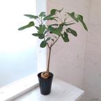 ショッピングツリー 観葉植物 ブラキキトン（ボトルツリー） ポプルネウス（丸葉タイプ） 4号ポット