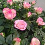 バラの苗ミニバラカルーセル・コルダ...