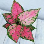 観葉植物/アグラオネマ：オースピシ...