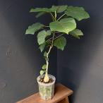 観葉植物/フィカス：ぺティオラリス...