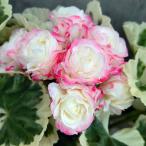 . цветок. рассада герань белый свадьба 4 номер растение в горшке 