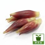  овощи. рассада myouga3 номер pot 24 АО комплект бесплатная доставка 