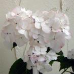 花木 庭木の苗 ヤマアジサイ ベニテマリ（紅テマリ）3〜3.5号ポット