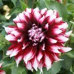 (わけあり特価)ダリア(中大輪咲):群金魚(ムラキンギョ)6号鉢植え