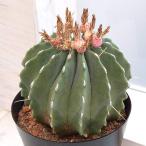 観葉植物サボテン王冠竜5号