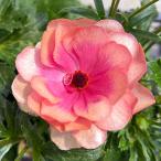 草花の苗/ラナンキュラス：ラックス　キュベレー3.5〜4号ポット 新色