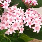 草花の苗 ペンタス グラフィティ アップルブロッサム3