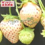 野菜の苗 26年10月中下旬予約 イチゴ（一季成り） 白蜜香(R)（しろみつか）3号ポット*