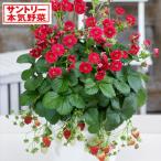 野菜の苗 26年10月中下旬予約 イチゴ（四季なり） ローズベリーレッド(R)3号ポット*