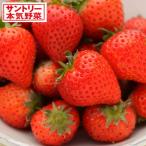 野菜の苗 26年10月中下旬予約 イチゴ（一季成り） 蜜香(R)（みつか）3号ポット*