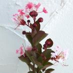 花木庭木の苗/サルスベリ：ペパーミ...