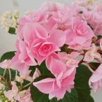 (わけあり特価)アジサイ:シャルム(ピンク)5号鉢植え