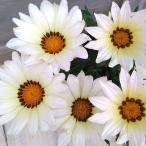 草花の苗/ガザニア：キスホワイト３...