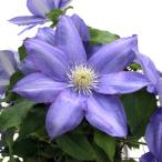 クレマチスの苗クレマチスH.F.ヤ...