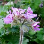  трава. рассада запах герань атомный snow хлопья 3 номер pot 