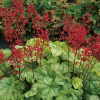 草花の苗ヒューケラトウキョウ3号ポット