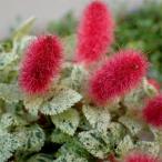 草花の苗 アカリファ キャッツテール（斑入り）2.5-3号ポット