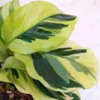 観葉植物/(わけあり特価)カラテア:タイビューティ 4号