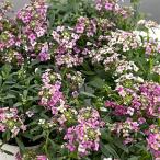草花の苗アリッサムシェリピンク2....