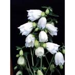  луговые и горные травы. рассада ho tarub черный белый цветок 2 -слойный 3 номер pot 