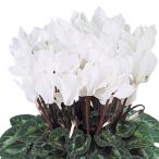 草花の苗 シクラメン ドリームスケープ ホワイト3.5号ポット