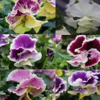 草花の苗MSKガーデン中大輪フリン...