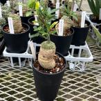 観葉植物/フォッケア・エデュリス火...