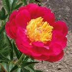 草花の苗/シャクヤク：ラズベリーチ...