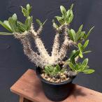 観葉植物/パキポディウム:ロスラーツム 5号22-02