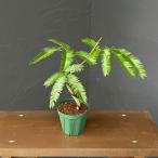 観葉植物エバーフレッシュ3号