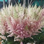 草花の苗 アスチルベ ビジョンインフェルノ3.5号ポッ