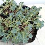 観葉植物/(わけあり特価)セダム:パキクラドス(ローズセダム)3号ポット