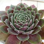 観葉植物26年10月中下旬予約セン...