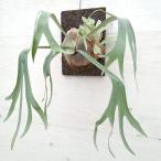 観葉植物/ビカクシダ(コウモリラン):E-1(白ビフ) 板付け仕立て ザ・ファームセレクト