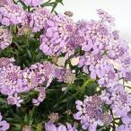 草花の苗/イベリス：マーメイドラベ...