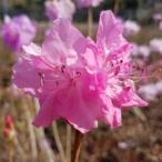 花木 庭木の苗 ツツジ 桜玄海ツツジ樹高40〜50cm根巻き