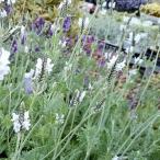 ハーブの苗ラベンダートーチミンティ...