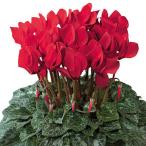 草花の苗 シクラメン ドリームスケープ ブライトレッド3.5号ポット 3株セット